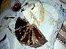 DSCN1694.jpg
